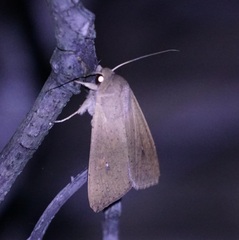 Mythimna convecta