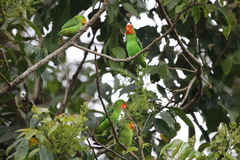 Agapornis pullarius ugandae