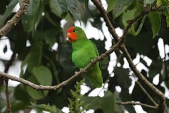 Agapornis pullarius ugandae