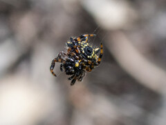 Austracantha minax