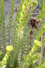 Crassula subulata