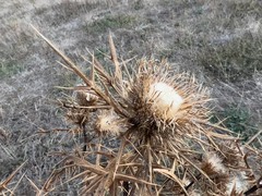 Carlina hispanica