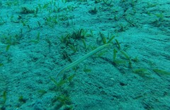 Gunnellichthys monostigma