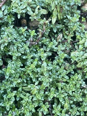Thymus × citriodorus