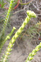 Crassula subulata
