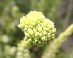 Crassula subulata