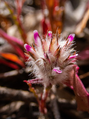 Ptilotus