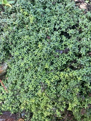 Thymus × citriodorus