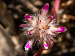 Ptilotus