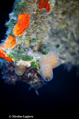 Aplidium tabarquensis