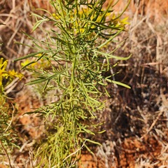 Senecio flaccidus