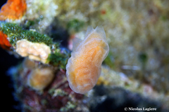 Aplidium tabarquensis