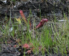 Sarracenia