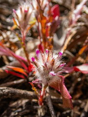 Ptilotus