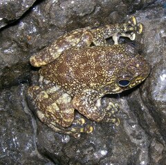 Amolops hongkongensis