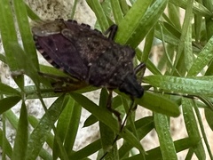 Halyomorpha halys