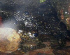 Amolops hongkongensis