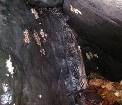 Amolops hongkongensis