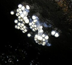 Amolops hongkongensis