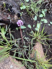 Drimiopsis