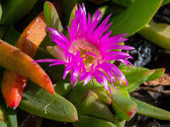 Carpobrotus modestus