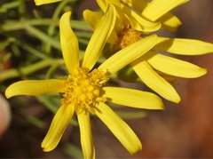 Senecio flaccidus