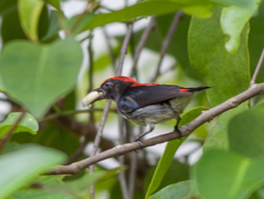Dicaeum cruentatum