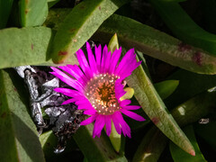 Carpobrotus modestus