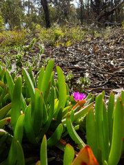 Carpobrotus modestus
