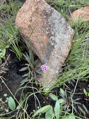 Drimiopsis