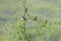 Ploceus philippinus