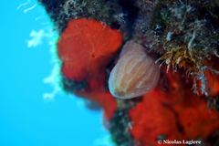 Aplidium tabarquensis