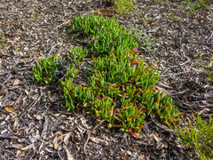 Carpobrotus modestus