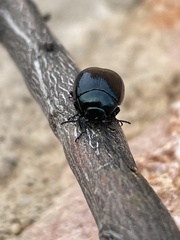Chrysolina haemoptera