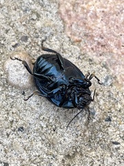 Chrysolina haemoptera