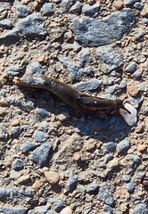 Arion hortensis