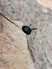 Chrysolina haemoptera