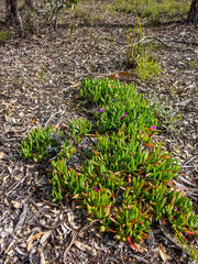 Carpobrotus modestus