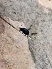 Chrysolina haemoptera