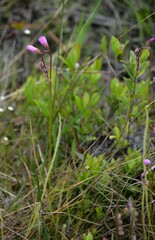 Drosera tracyi