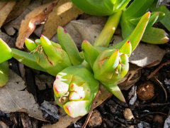Carpobrotus modestus