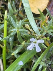 Gypsophila repens