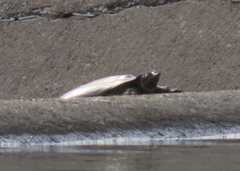 Apalone spinifera pallida