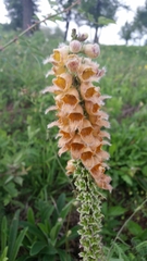 Digitalis ferruginea