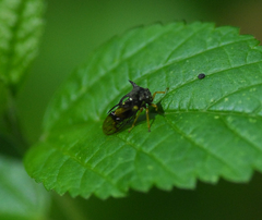 Smiliinae