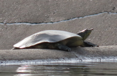 Apalone spinifera pallida