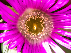 Carpobrotus modestus