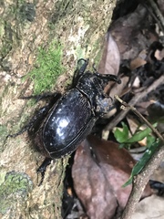 Trichogomphus martabani