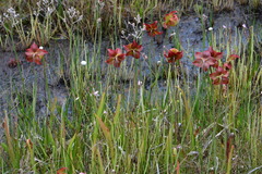 Sarracenia