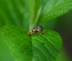 Smiliinae